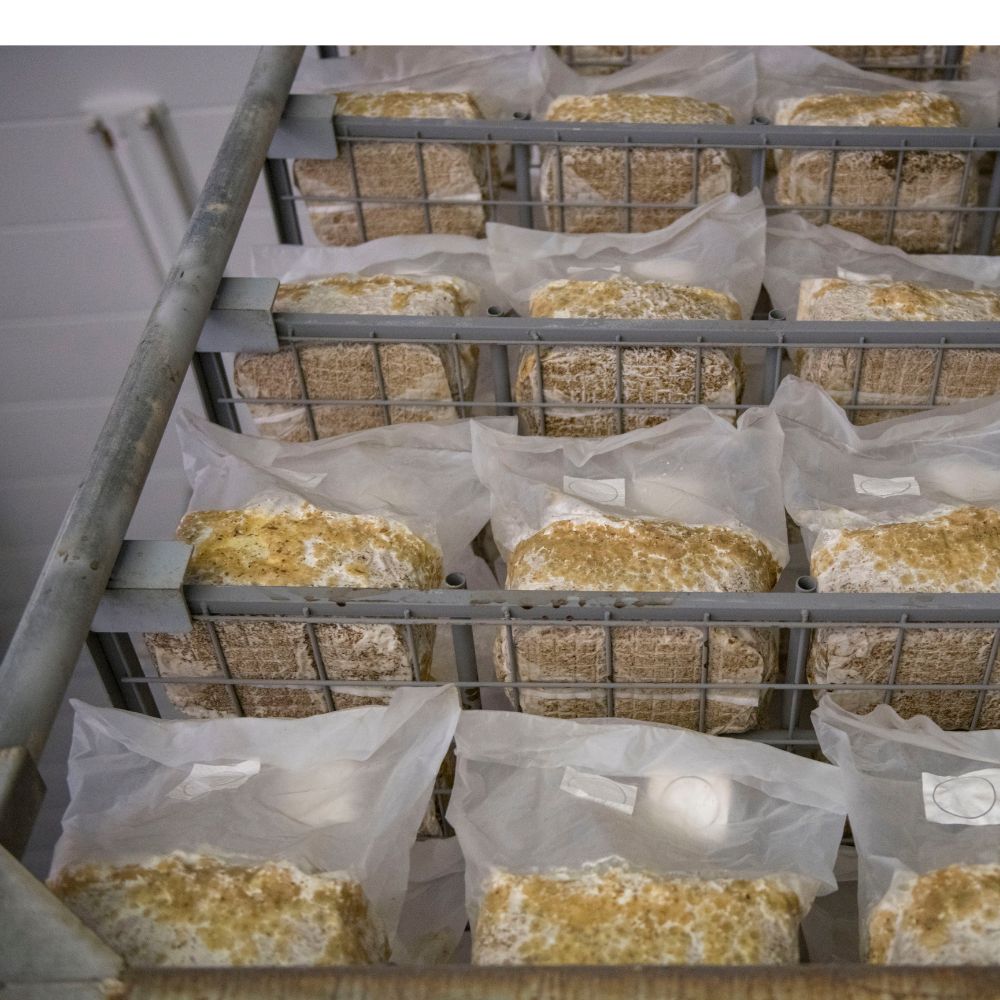 �ֿ�size���֥���Ρ�/�֤Ӥ�����600���2�ѥå�/����̵��