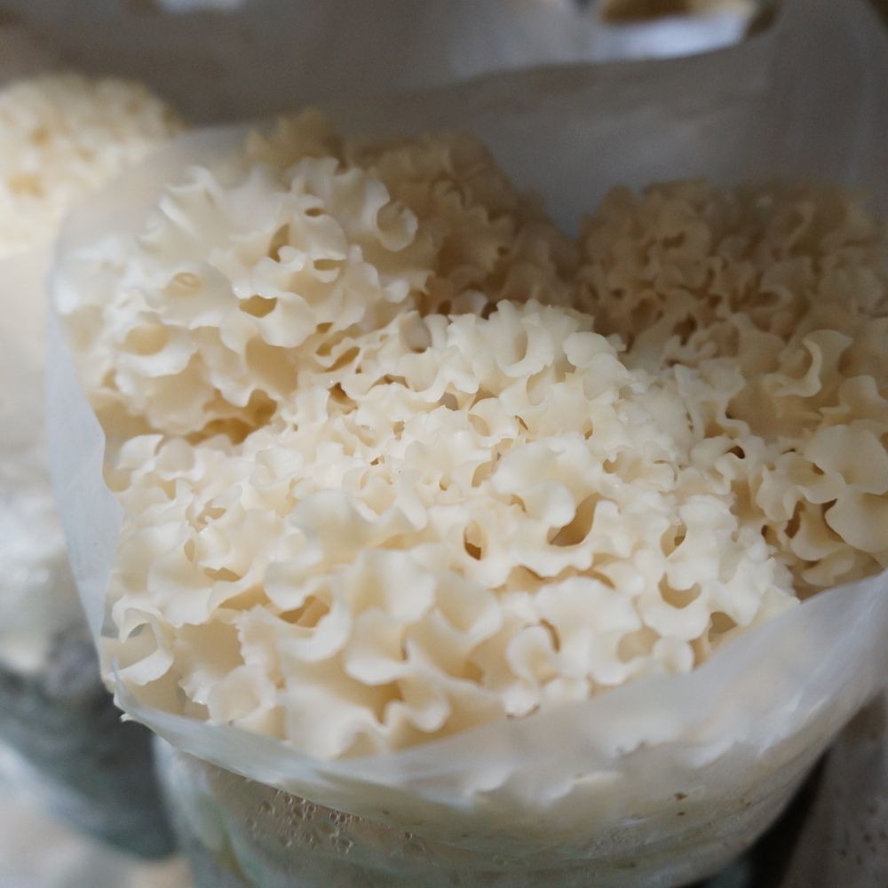 �ֿ�size���֥���Ρ�/�֤Ӥ�����600���2�ѥå�/����̵��