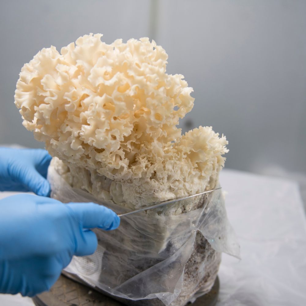 �ֿ�size���֥���Ρ�/�֤Ӥ�����600���2�ѥå�/����̵��