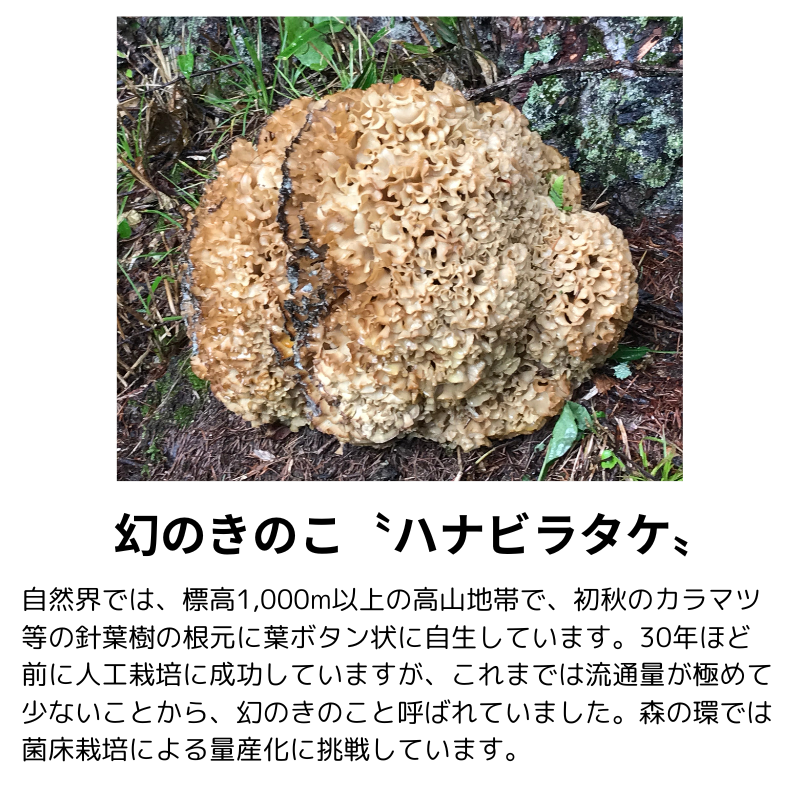 òۡȢۡٻ  ϥʥӥ饿 1Ȣ/ŷ֤Ӥ20g30/