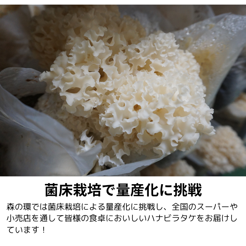 òۡȢۡٻ  ϥʥӥ饿 1Ȣ/ŷ֤Ӥ20g30/