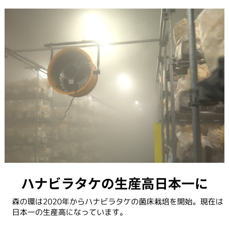 òۡȢۡٻ  ϥʥӥ饿 1Ȣ/ŷ֤Ӥ20g30/