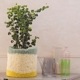 MOYO ץ󥿡С/planter cover 48.516cm