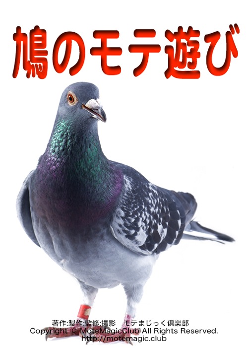 極上ギャグ1点盛り　★鳩のモテ遊び★