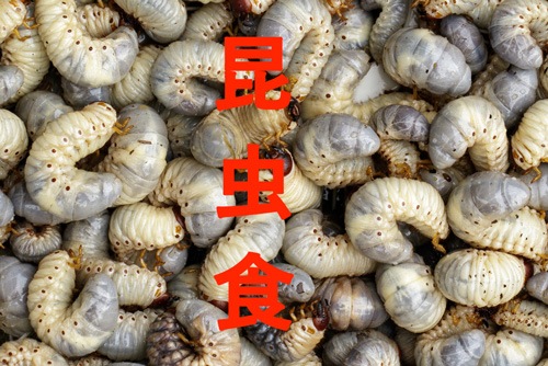 昆虫食を召上がれ１★超気持ちイイ⤴★