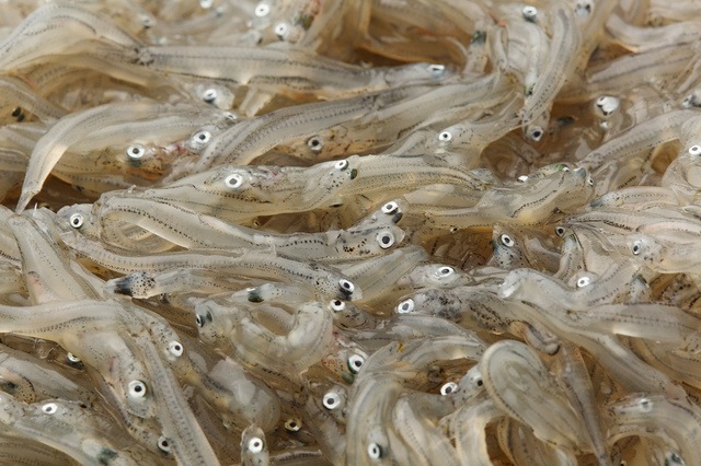 �����ӥХ�ŷ�����������餹���åȡ�����������̵����