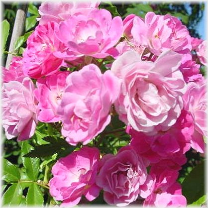 å󥷥륪롡åȡ˥å ʣmL