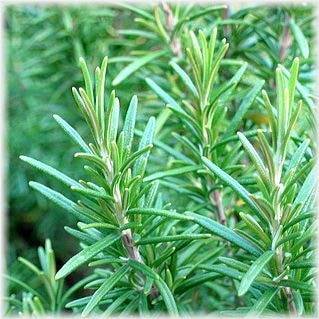 ���å��󥷥�륪���롡�������ޥ꡼ �ʣ���mL��