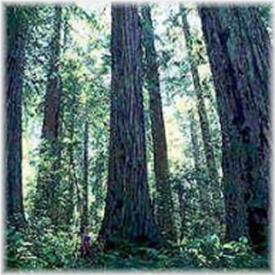 ���å��󥷥�륪���롡���������å� �ʣ���mL��