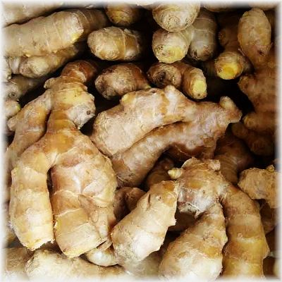 ���å��󥷥�륪���롡���󥸥㡼 �ʣ���mL��