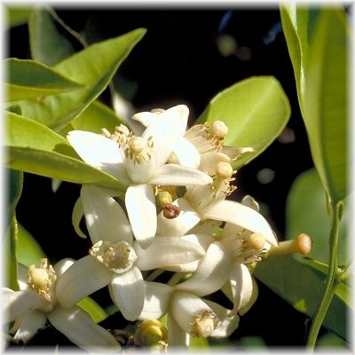 ���å��󥷥�륪���롡�ץ����쥤�� �ʣ���mL��