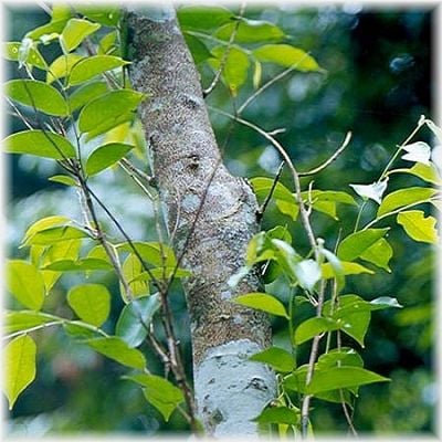 ���å��󥷥�륪���롡������륦�å� �ʣ���mL��