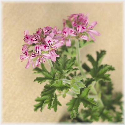 ���å��󥷥�륪���롡����˥��� �ʣ���mL��