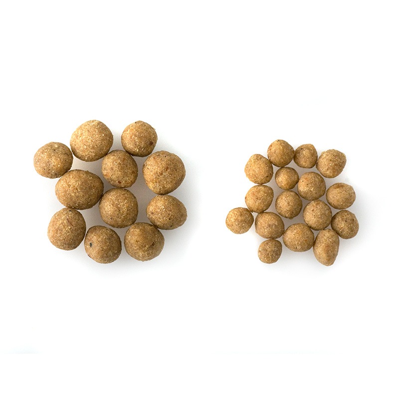 �������Υ����Ȥ��Ϥ���衪��Dog�������륹�ơ��������ݾ��ʤ��ӡ��ե١�����