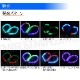 ¦��ȯ�� RGB ���ꥳ�� ���塼�� �饤�� �������󥷥�� 60cm ��8�� ȯ���ѥ��������8�� �ۥ磻�� �֥롼 ��å� �ѡ��ץ��� 2��1���å� �إåɥ饤�� ��������� ��ñ ���åȲ�ǽ ή�� �ʥ��ȥ饤���� �ե����С� �ơ��� ���� �����󥫡� �����饤�� �ǥ��饤�� ����ȥ�