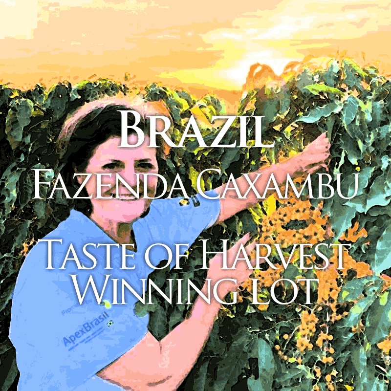 �֥饸�롡���å����֡����ࡡ�ƥ����ȥ��֥ϡ��٥���