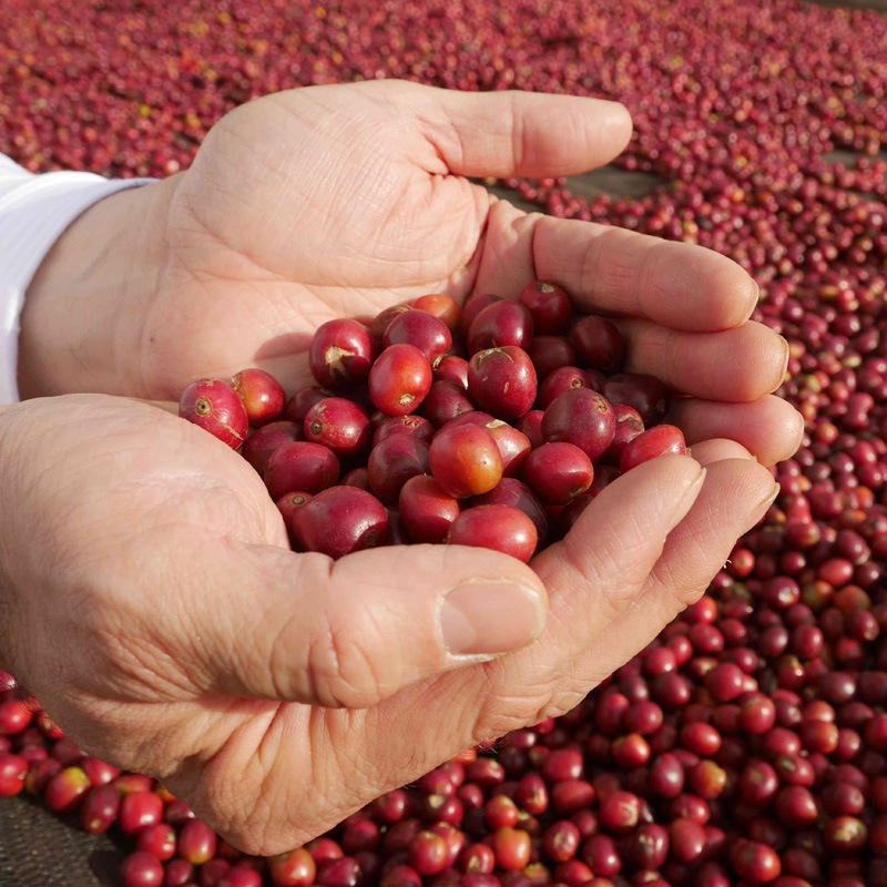 �������ԥ���������������ɥ饤�����᡼��