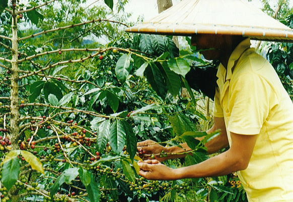 ����ʸ����������������ȴ���ۡ�����ɥͥ��������ꥪ���ȡ��ȥ饸�㡡��������