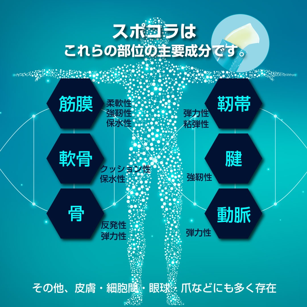 ������ۥ��ݥ���10%OFF ���ץ쥼���(10�ܥ��å�)