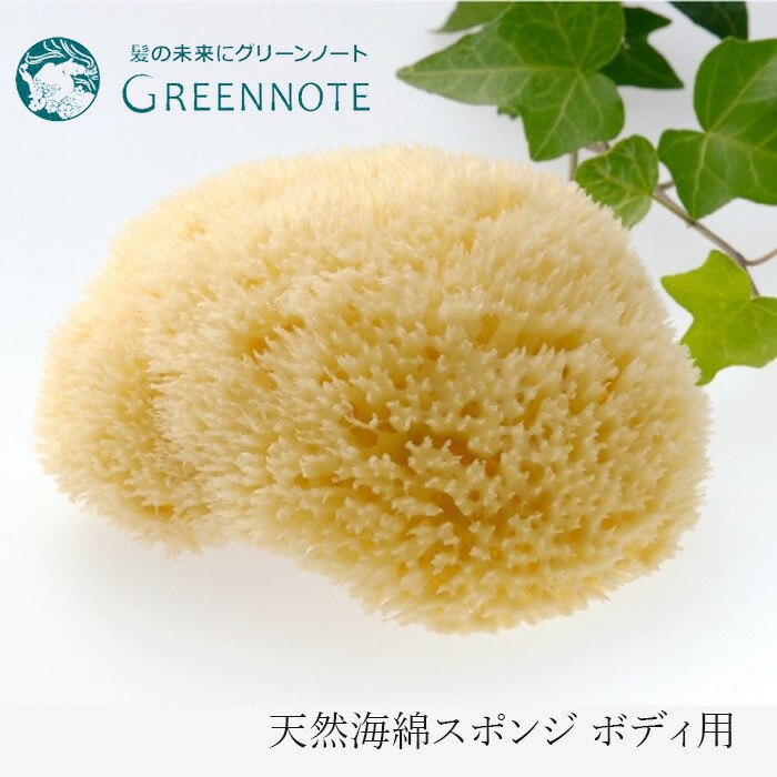 ボディ用スポンジ グリーンノート 天然海綿スポンジ ボディ用 正規品 保存料不使用 天然 ナチュラル GREEN NOTE スポンジ