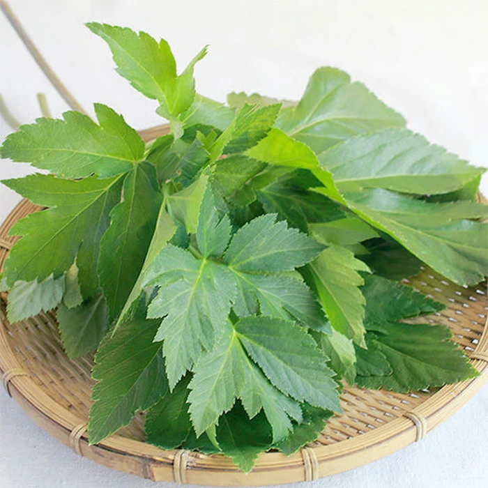 あしたばソース manma naturals あしたばソース 正規品 保存料 無添加 明日葉ソース 明日葉 ヴィーガン 万能ソース あしたば パスタソース 植物性 マンマナチュラルズ オーガニック