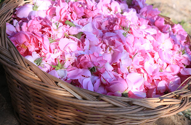 入浴剤 ニニ ハーブバスソルト ローズ 340g 無添加 無農薬 正規品 天然 ナチュラル ノンケミカル 自然 美人肌 Organic nini