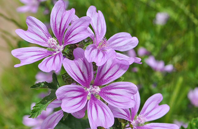 入浴剤 ニニ ハーブバスソルト ゼラニウム 340g 無添加 無農薬 正規品 天然 ナチュラル ノンケミカル 自然 美人肌 Organic nini