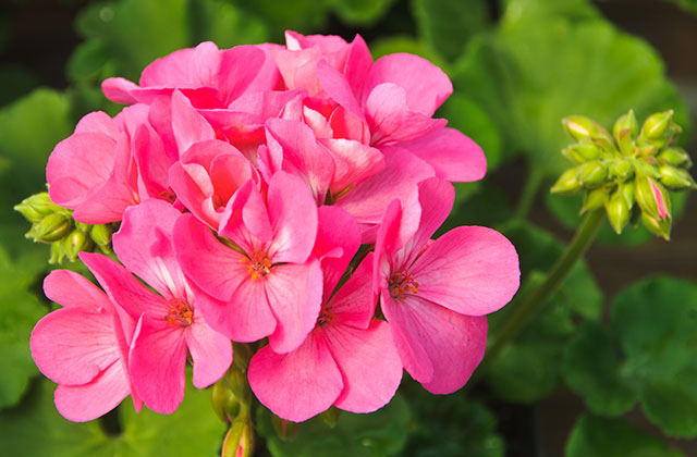 入浴剤 ニニ ハーブバスソルト ゼラニウム 340g 無添加 無農薬 正規品 天然 ナチュラル ノンケミカル 自然 美人肌 Organic nini