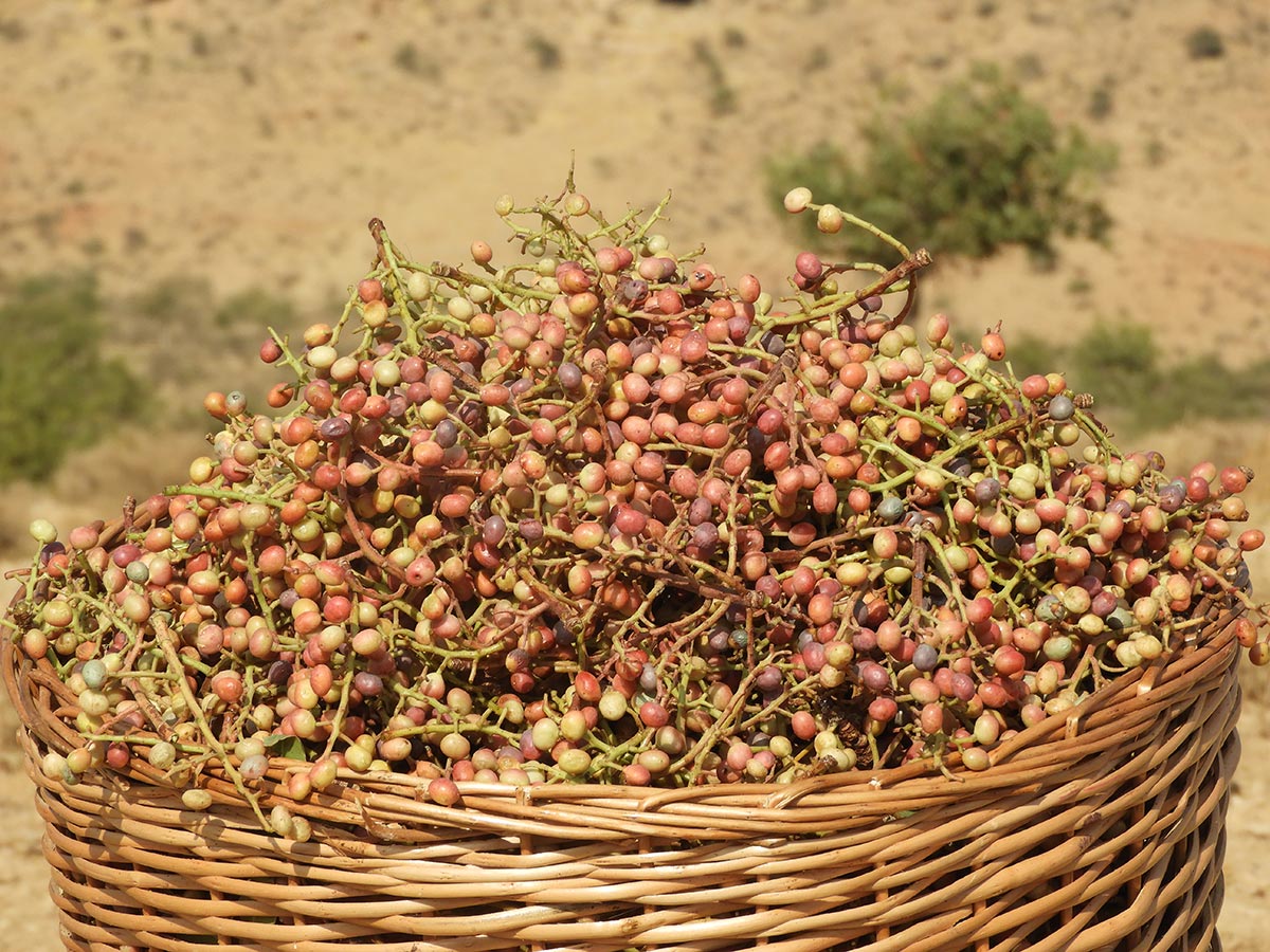 美容オイル ニニ バネオイル ピュア 30ml ザクロ 無添加 無農薬 正規品 天然 ナチュラル ノンケミカル 自然 美人肌 Organic 美容液 ブースター  nini 