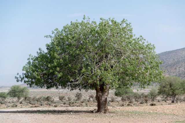 美容オイル ニニ バネオイル ピュア 30ml ザクロ 無添加 無農薬 正規品 天然 ナチュラル ノンケミカル 自然 美人肌 Organic 美容液 ブースター  nini 