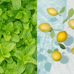 薬用シャンプー 凜恋（リンレン）薬用スカルプケア シャンプー ミント＆レモン（詰め替え） 300mL 正規品 ヘアケア 天然 自然 ナチュラル 植物由来成分 ノンシリコン ハリ コシ 頭皮ケア フケ 痒み 血行促進 育毛 rinRen