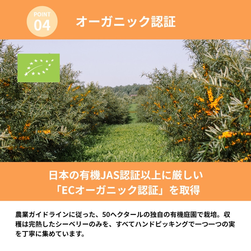 サジージュース だいじょうぶなもの 北欧産プレミアム シーベリージュース 250mL 正規品 オーガニック サジー 無添加 保存料不使用 原液 希釈用 栄養豊富 スーパーフルーツ ラトビア産 マリヤ種 えぐみがない 低温加工 美容 健康 美肌 アンチエイジング