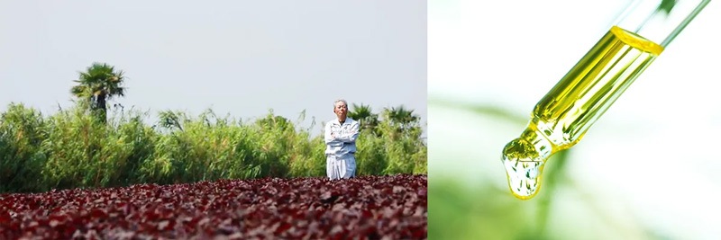 シャンプー ノンシリコン シズージュ スキンレメディ コンプリートシャンプー 詰替え用 300ml SHIZOOJU オーガニック 無添加 正規品 石けん シソ 天然 ナチュラル ノンケミカル 自然 エイジングケア