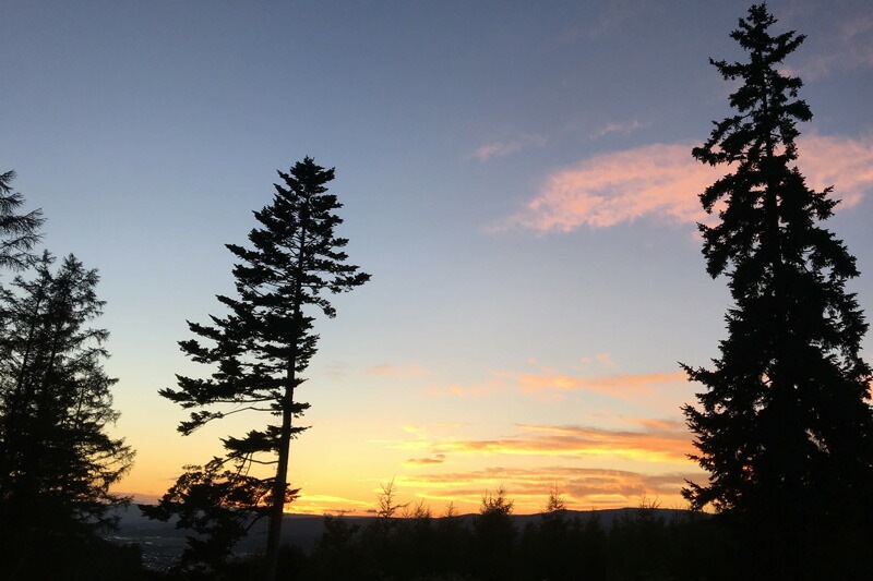 ヘアミスト NALUQ オイルインヘアミスト 100ml 無添加 二層式 正規品 国内産 ナチュラル 天然 北海道産原料 ベルガプテンフリー オーガニック認証原料 アカエゾマツ・シラカバウォーター ボディローション 化粧水 スタイリング剤 ナルーク フプの森