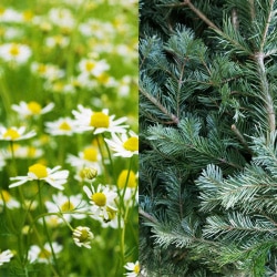 薬用シャンプー 詰替 凜恋（リンレン）薬用スカルプケア シャンプー カモミール＆モミ （詰め替え） 300mL 購入金額別特典あり 正規品 ヘアケア 天然 自然 ナチュラル 植物由来成分 ノンシリコン ハリ コシ 年齢に応じたケア 頭皮ケア フケ 痒み 血行促進 育毛 rinRen