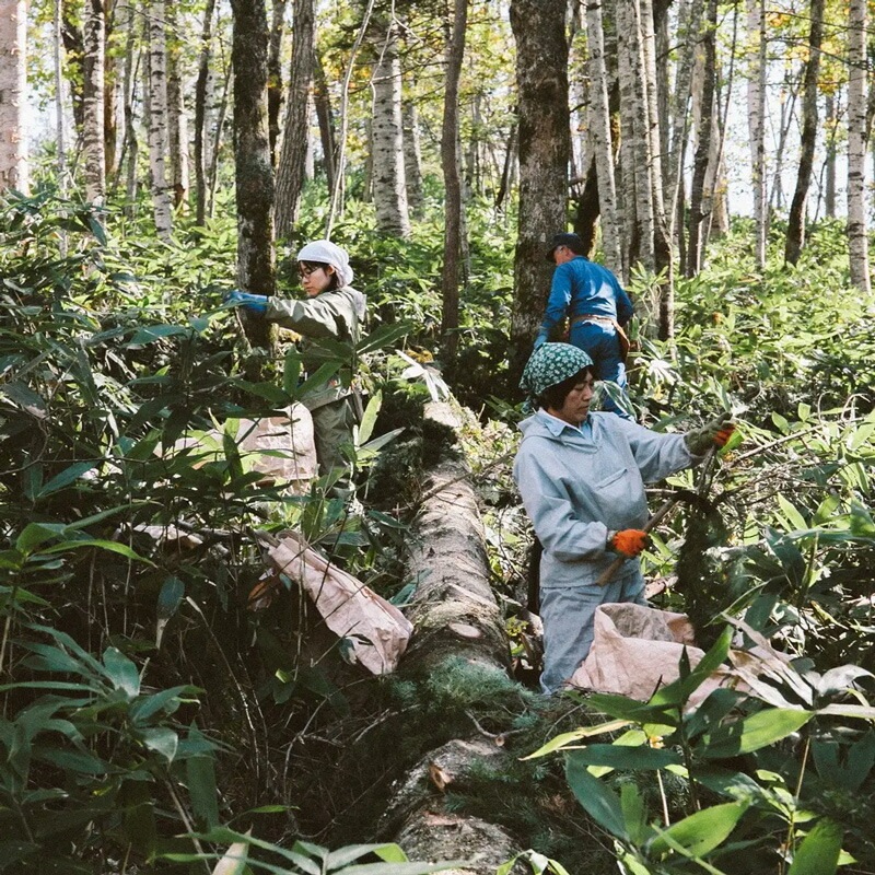 精油 NALUQ エッセンシャルオイル 北海道モミ 5ml 無添加 正規品 国内産 ナチュラル 天然 北海道産原料 モミの木 トドマツ アロマオイル ナルーク フプの森