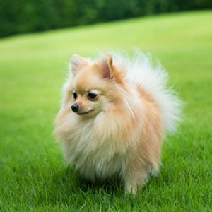 犬用 コンディショナー 無添加 A.P.D.C ボリュームアップコンディショナー 500ml オーガニック 正規品 APDC 天然 ナチュラル ティートリー 自然 コンディショナー 犬用