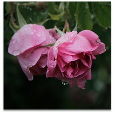 化粧水 無添加 レミオ オーガニック ダマスクローズ水 150ml 正規品 ボディミスト スキンケア オイル ボディケア 天然 ナチュラル ノンケミカル 自然 オーガニック認証取得 remio