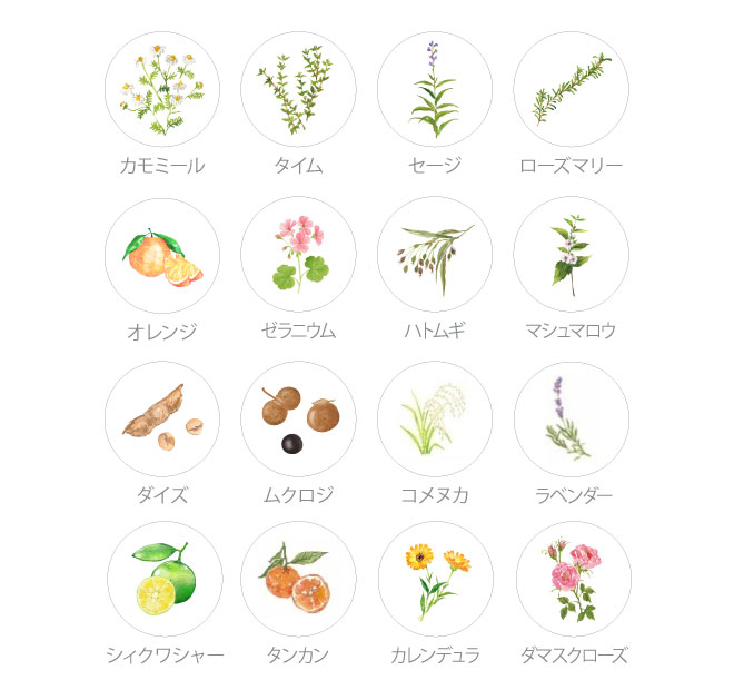 洗顔料 無添加 ママバター マイン フェイスウォッシュ 160ml 正規品 オーガニック ナチュラル ノンケミカル 自然 スキンケア 天然 MAMA BUTTER シアバター 泡タイプ洗顔 毛穴 黒ずみ 保湿 オレンジ ゼラニウム フレッシュな香り アロマ