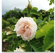 化粧水 無添加 レミオ オーガニック アルバローズウォーター 150ml 正規品 ボディミスト スキンケア オイル ボディケア 天然 ナチュラル ノンケミカル 自然 オーガニック認証取得 remio