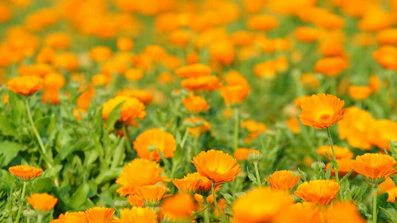 ベビークリーム オーガニック マルティナ カレンドラベビークリーム 50ml 無添加 正規品 スキンケア 赤ちゃん ベビー  おしりふき 天然 ナチュラル ノンケミカル 自然 martina 新生児