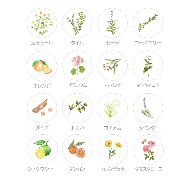 化粧水 無添加 ママバター マイン エッセンスローション 150mL オーガニック ナチュラル ノンケミカル 自然 スキンケア 天然 MAMA BUTTER シアバター ボタニカルセラミド 高保湿 みずみずしい べたつかない ラベンダー ゼラニウム アロマ