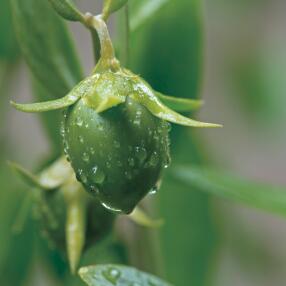 フェイス オイル 無添加 レミオ オーガニックホホバオイル 100ml 正規品 美容オイル スキンケア オイル ボディケア 天然 ナチュラル ノンケミカル 自然 頭皮ケア オーガニック認証取得 remio
