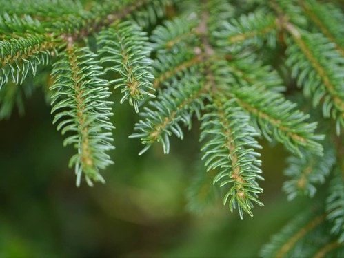 犬用スキンケアスプレー スキンプロテクトスプレー 120ml 無添加 無着色 ヘルシーアニマルズ 皮膚病 アトピー 犬用 オーガニック 正規品 天然 ナチュラル 自然