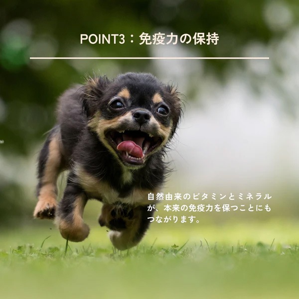 犬用おやつ QCHEFS（キューシェフズ） 犬用デンタルスナック Cheesies チージーズ 65g 無添加 100％天然由来 犬用デンタルケア 歯垢・歯石・口臭ケア 健康 小型犬 老犬 薄焼きスナック グルテン・乳糖不使用 腸内環境サポート