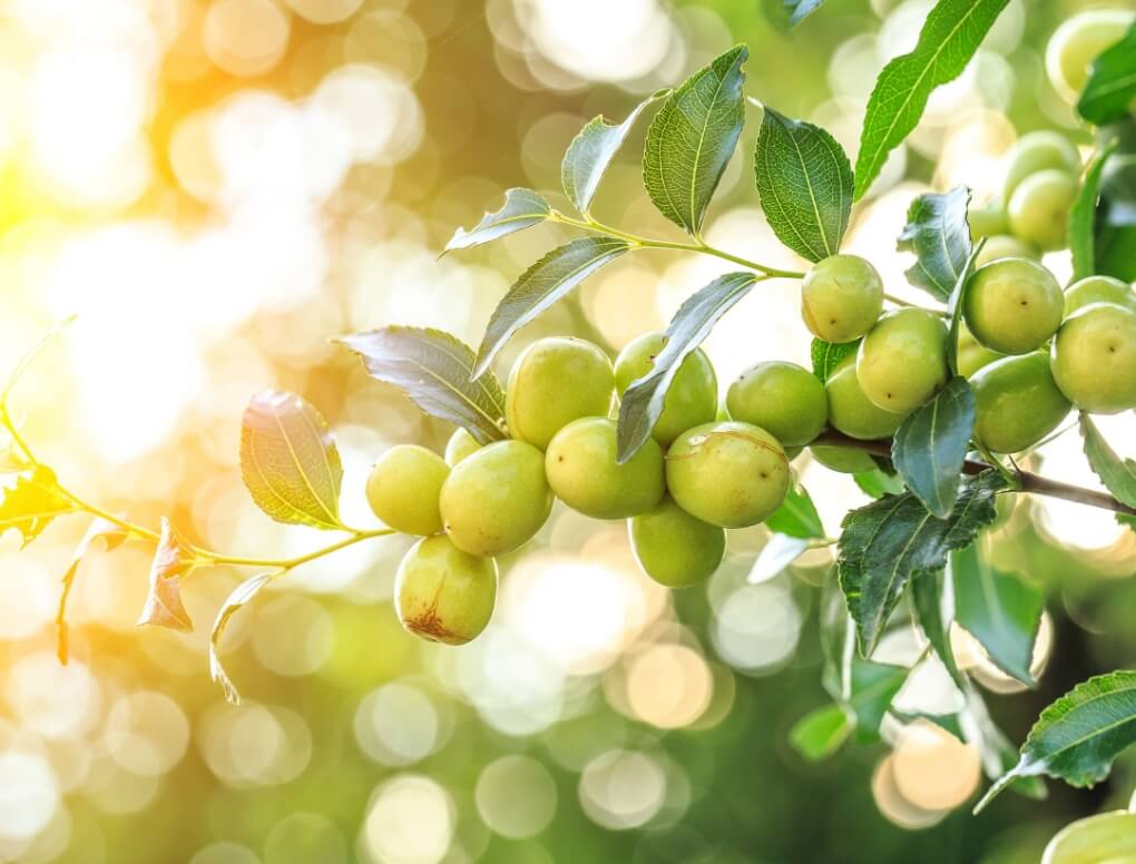 なつめ 無農薬 保存料 無添加 むぎごころのオーガニック大玉なつめ 500g オーガニック  自然  ドライフルーツ 薬膳 