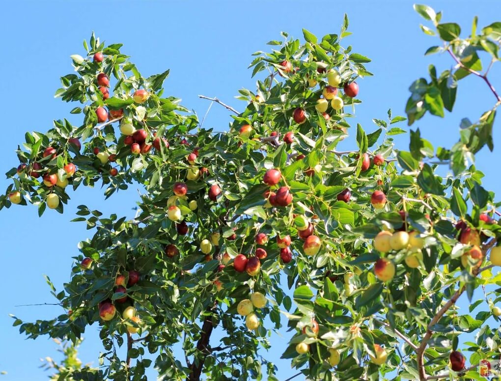 なつめ 無農薬 保存料 無添加 むぎごころのオーガニック大玉なつめ 500g オーガニック  自然  ドライフルーツ 薬膳 