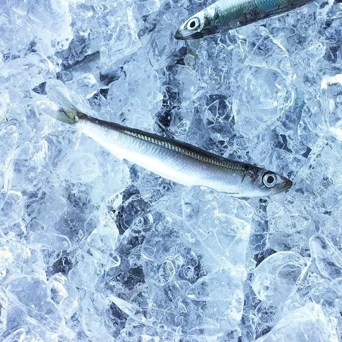 おやつ イワシビル はらぺこイワシ 25g 正規品 いわし 国産イワシ 魚おやつ おつまみ 国産 無添加 おつまみスナック カルシウム
