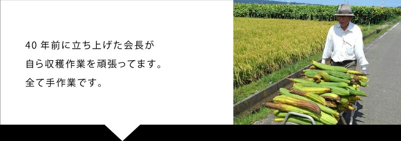 保湿クリーム 無添加 へちまここち へちま 馬油クリーム 52ml オーガニック 正規品 敏感肌 天然 ナチュラル ノンケミカル 自然 無農薬