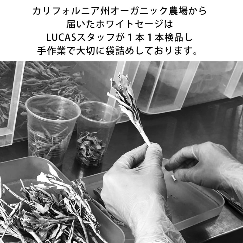 ホワイトセージ ルカス LUCAS エクストラ・ホワイトセージ 10g 枝つき葉 空間浄化 ヨガ 瞑想 マインドフルネス リラックス オーガニックホワイトセージ カリフォルニア直輸入 アクセサリーの浄化 農薬不使用 USDA 米国農務省 カリフォルニア認定オーガニック農家